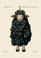 Картички Inkognito Ph Grape Sheep 20520