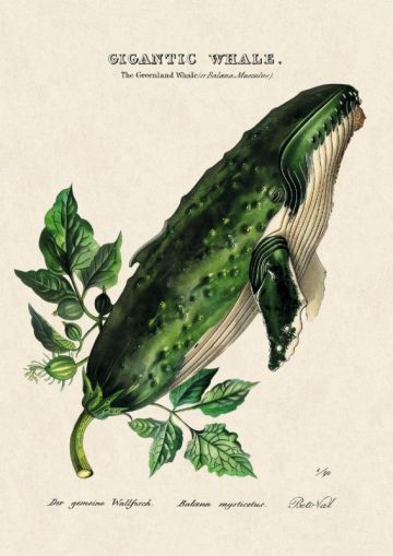 Картички Inkognito Ph Cucumber Whale 20519